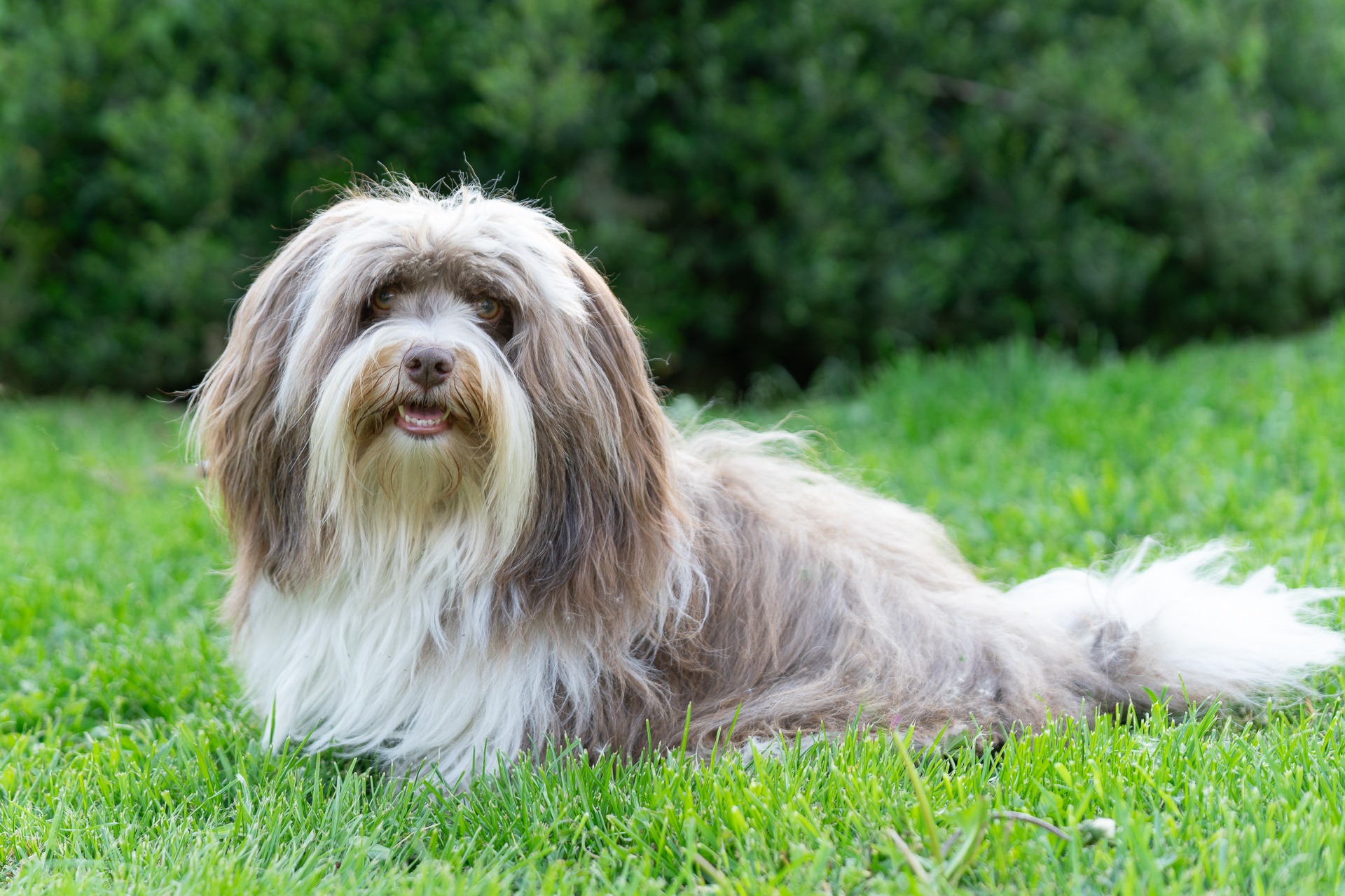 Fluffy